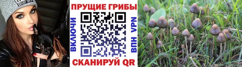omg онион  Можга  Галлюциногенные грибы GOLDEN TEACHER  что такое наркотик 